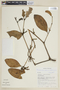 Phoradendron racemosum image