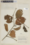 Phoradendron racemosum image