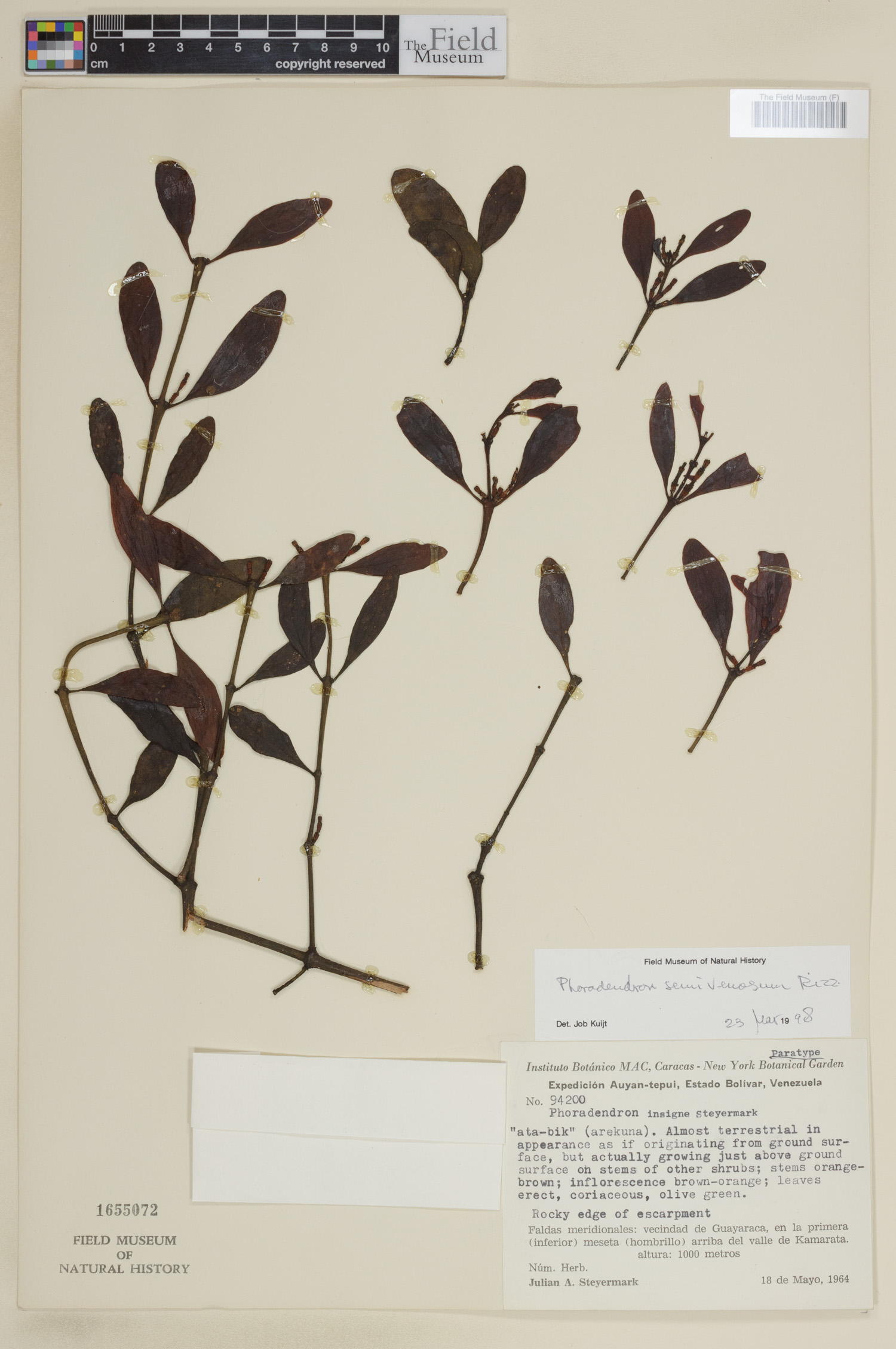 Phoradendron semivenosum image