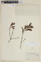 Phoradendron semivenosum image