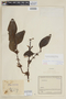 Phoradendron staphylinum image