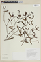 Phoradendron strongyloclados image