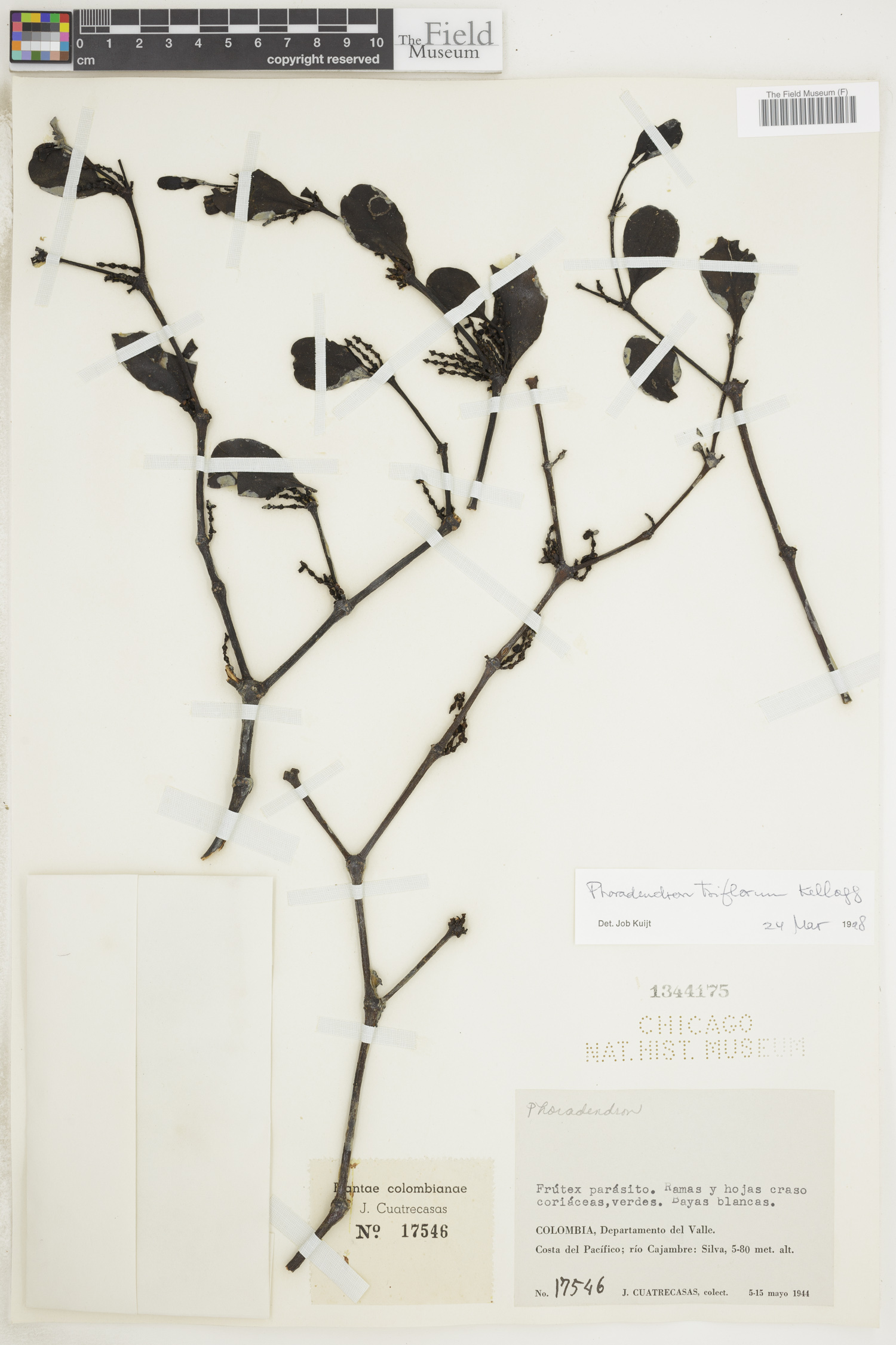 Phoradendron triflorum image