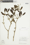 Phoradendron trinervium image