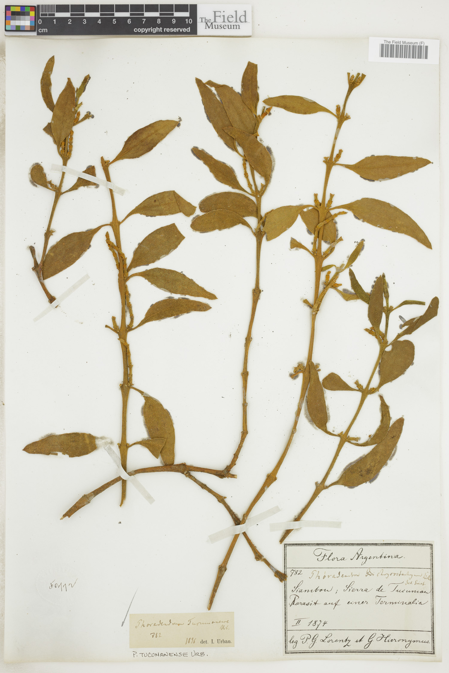 Phoradendron tucumanense image