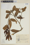Phoradendron undulatum image