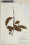 Phoradendron undulatum image
