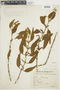 Phoradendron woodsonii image