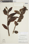 Psittacanthus acinarius image