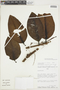 Psittacanthus baguensis image