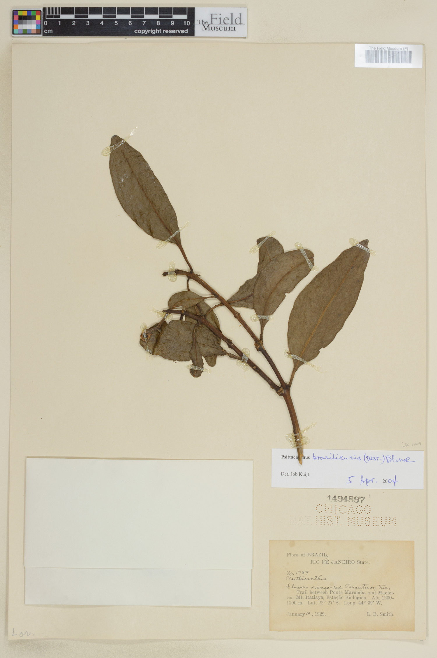 Psittacanthus brasiliensis image
