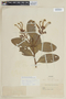 Psittacanthus cinctus image