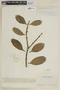 Psittacanthus clusiifolius image