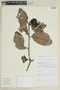 Psittacanthus clusiifolius image