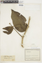 Psittacanthus crassinervis image