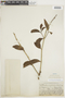 Psittacanthus cucullaris image