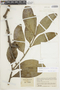 Psittacanthus dilatatus image