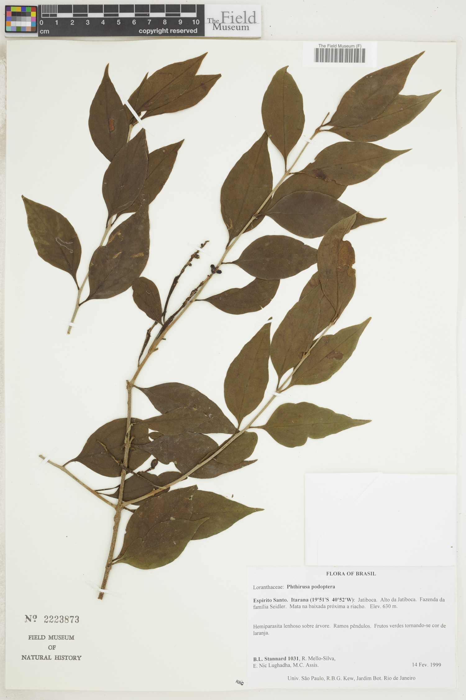 Passovia image