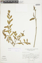 Psittacanthus divaricatus image