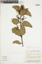 Psittacanthus eucalyptifolius image