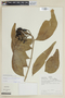 Psittacanthus geniculatus image