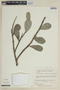Psittacanthus irwinii image