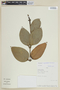 Psittacanthus lamprophyllus image