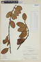 Psittacanthus lasianthus image
