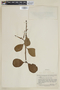 Psittacanthus lasianthus image
