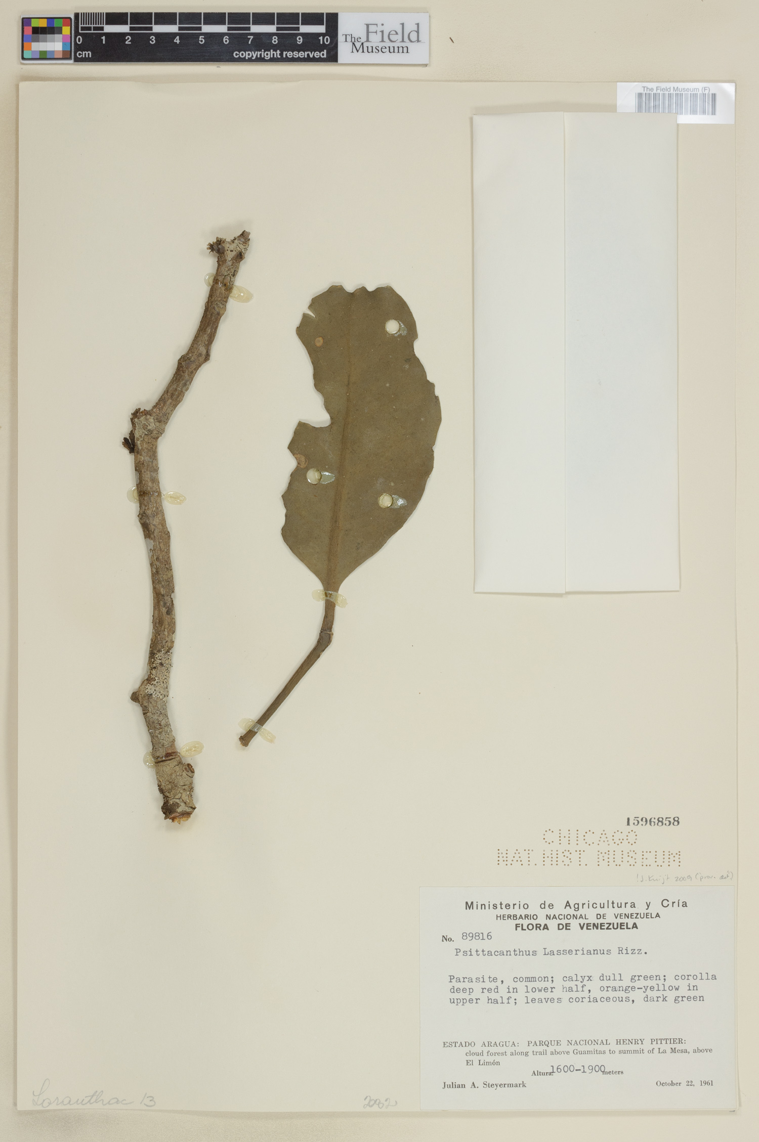 Psittacanthus lasserianus image
