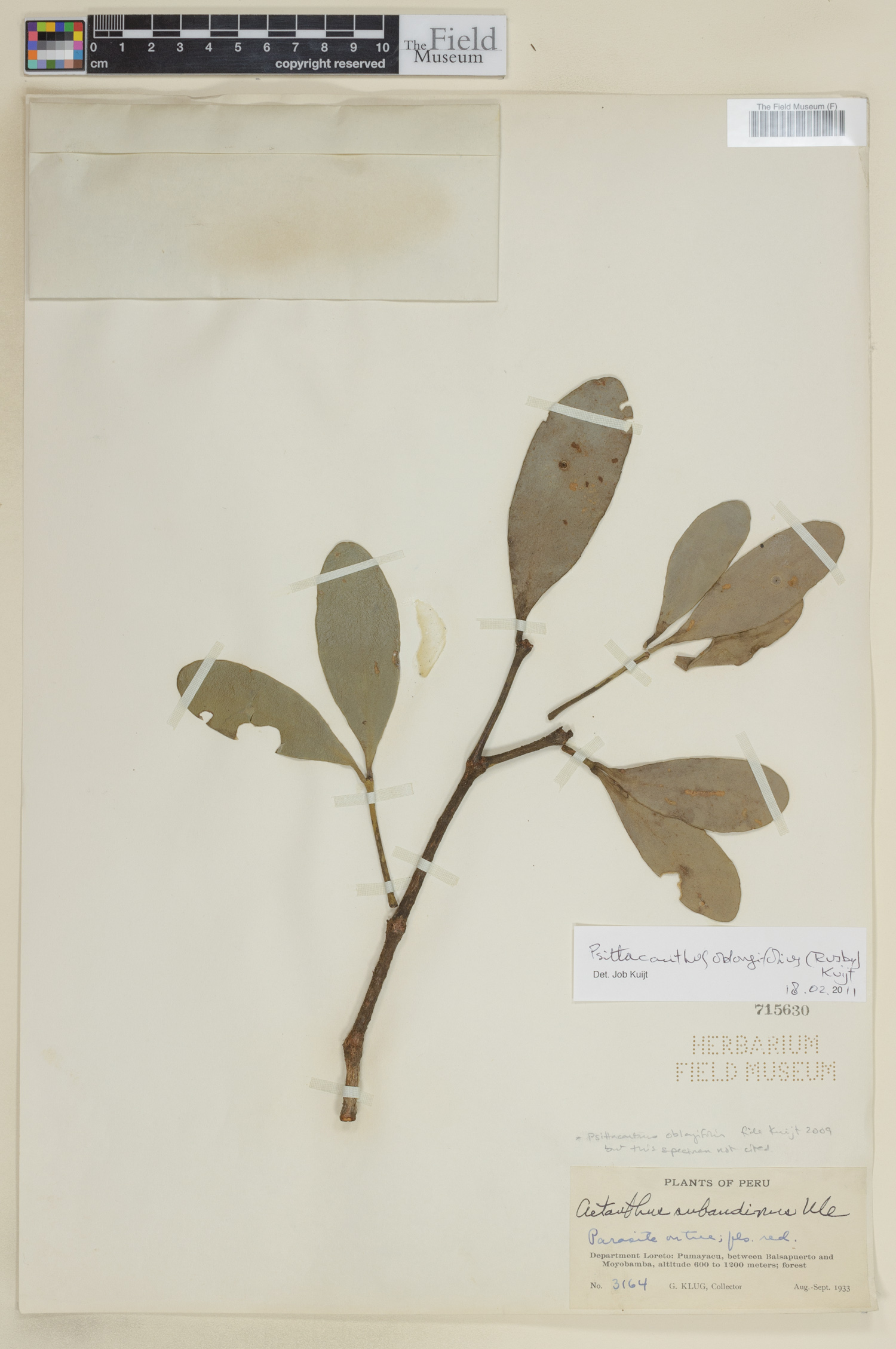 Psittacanthus oblongifolius image