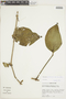 Psittacanthus peculiaris image
