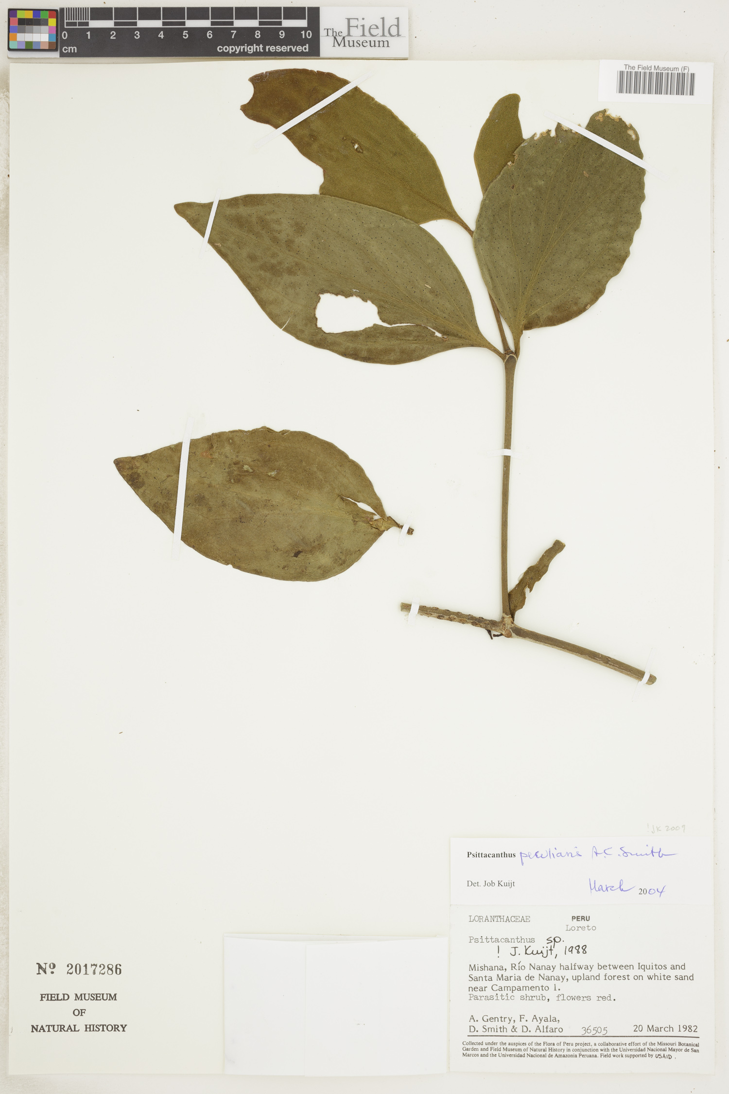 Psittacanthus peculiaris image