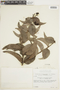 Psittacanthus peronopetalus image