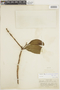 Psittacanthus plagiophyllus image