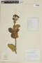 Psittacanthus robustus image