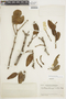 Psittacanthus stergiosii image