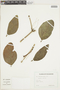 Psittacanthus truncatus image