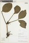 Psittacanthus truncatus image