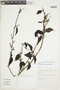 Struthanthus acuminatus image