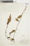 Struthanthus concinnus image