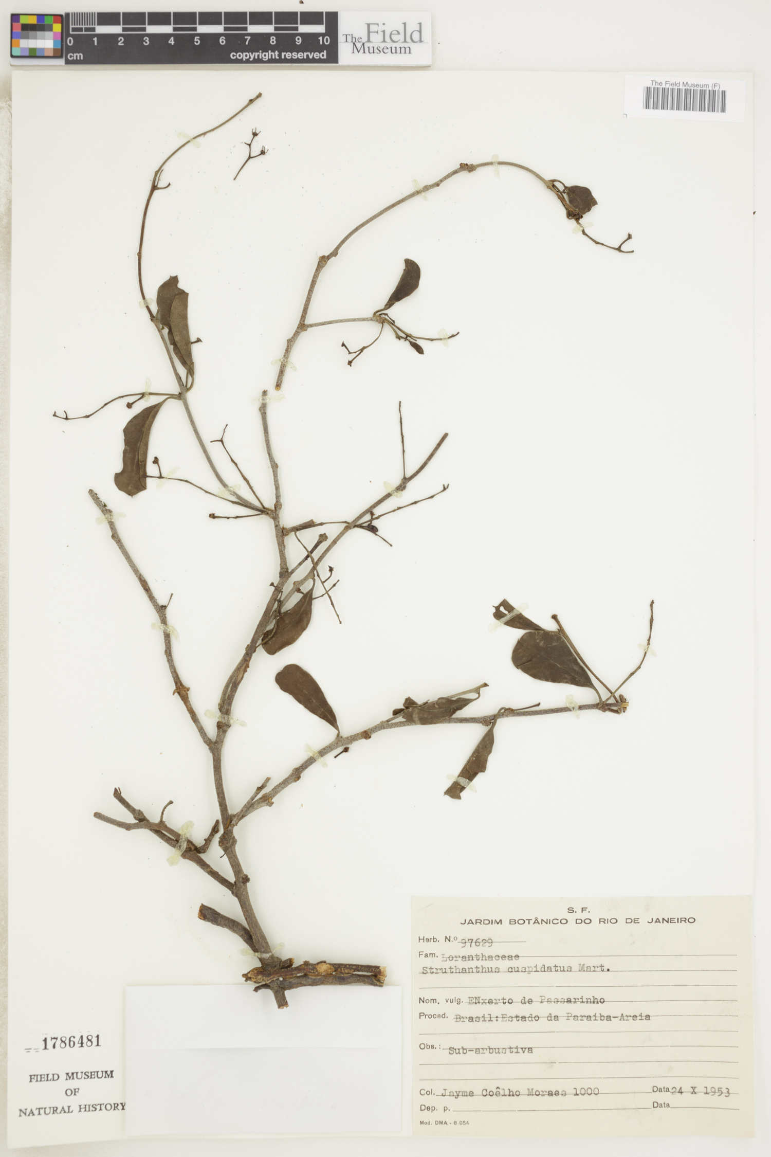Struthanthus cuspidatus image