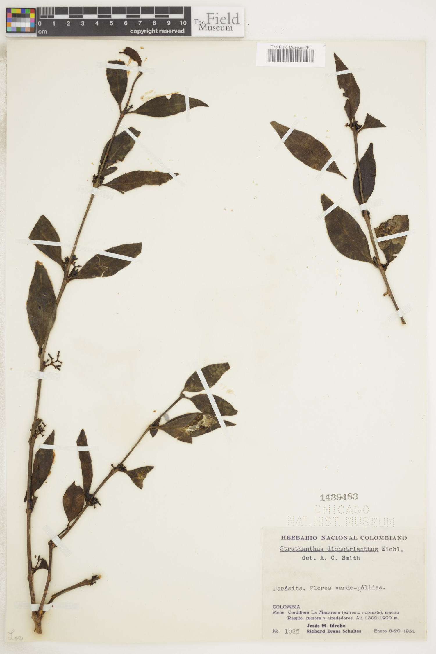 Struthanthus dichotrianthus image
