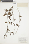 Struthanthus dichotrianthus image