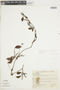 Struthanthus flexicaulis image