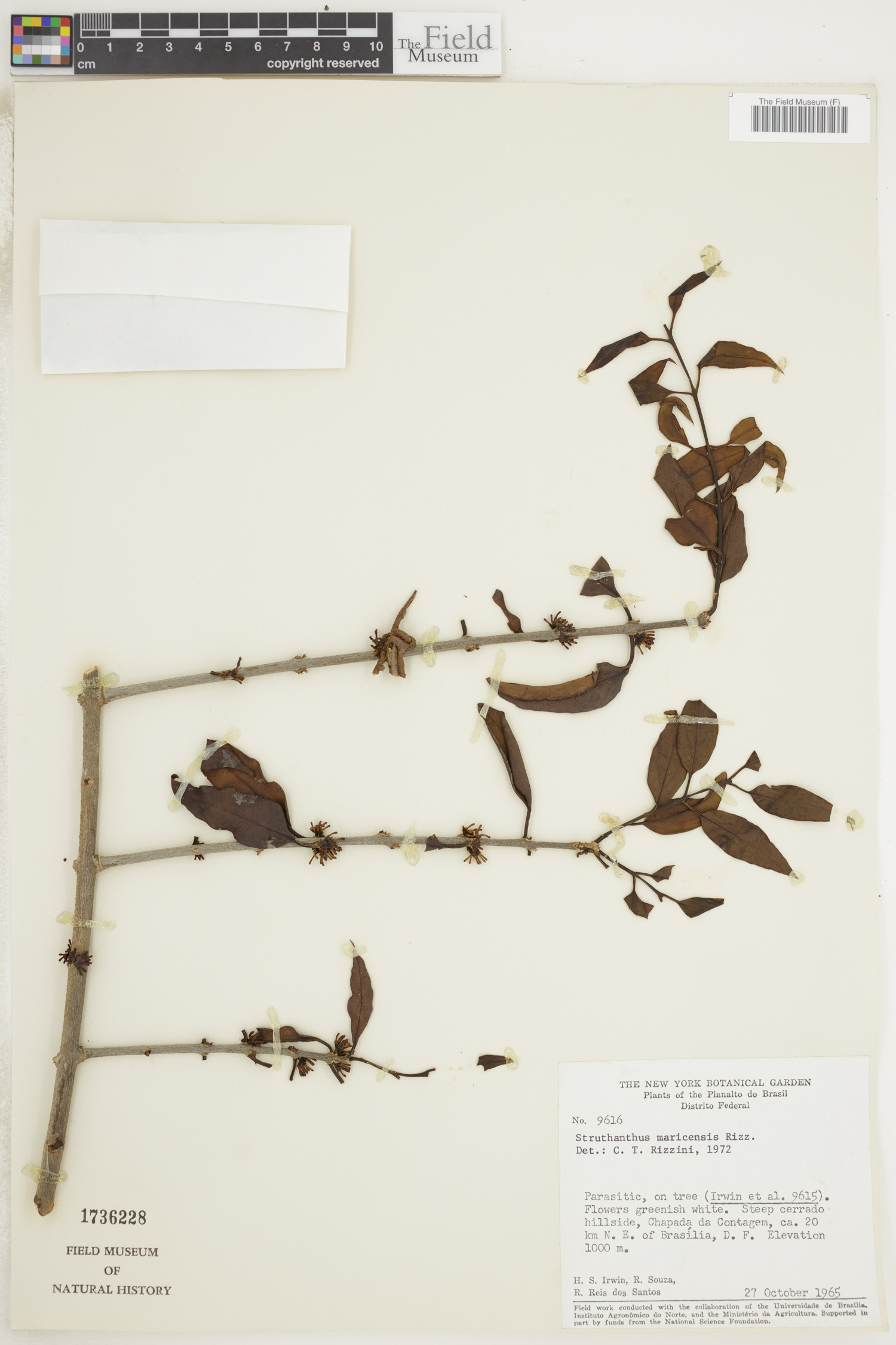 Struthanthus maricensis image