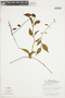 Struthanthus marginatus image