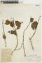 Struthanthus marginatus image