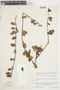 Struthanthus gracilis image