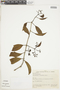 Struthanthus polyanthus image